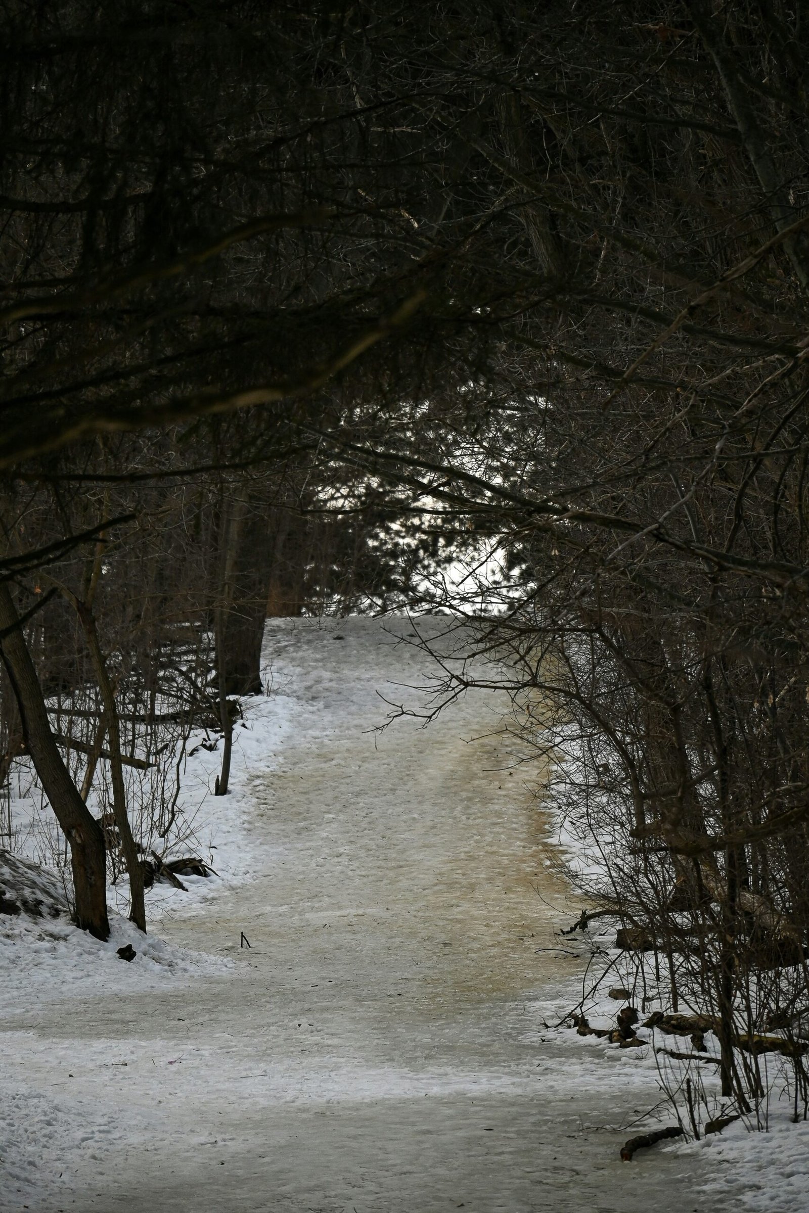 a path in the woods with snow on the ground